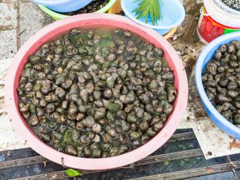 travel to China - local river snails on street outdoor market in Yangshuo in spring