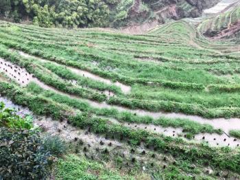 travel to China - above view of paddy on terraced field near Tiantouzhai village in area Dazhai Longsheng Rice Terraces (Dragon's Backbone terrace, Longji Rice Terraces) country in spring in rain