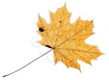 back side of fallen yellow leaf of acer tree isolated on white background