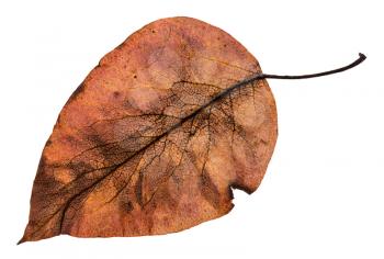 back side of autumn rotten brown leaf of apple tree isolated on white background