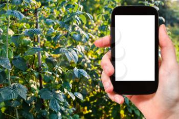 travel concept - tourist photographs raspberry bushes in garden in summer evening in Krasnodar Kuban region of Russia on smartphone with cut out screen for advertising logo
