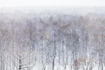 aerial view of forest in snowfall in cold winter day