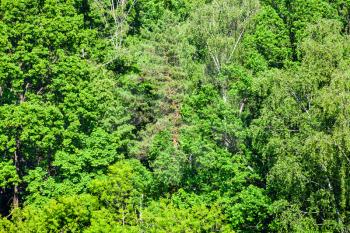 above view of dense greenwood in sunny summer day