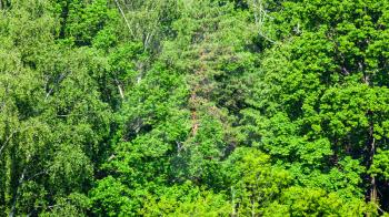 panoramic view of dense green forest in sunny summer day