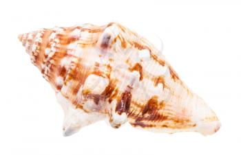 shell of sea mollusk isolated on white background