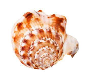 helix shell of sea mollusk isolated on white background