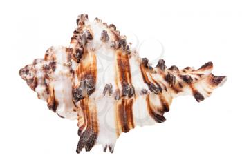 brown striped conch of muricidae mollusk isolated on white background