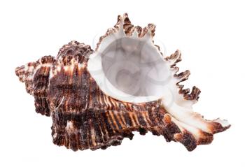 empty dark brown seashell of mollusk isolated on white background