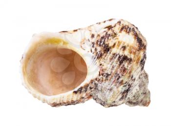 empty shell of whelk mollusc isolated on white background