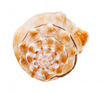 helix conch of sea snail isolated on white background