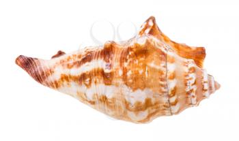 shell of sea mollusc isolated on white background