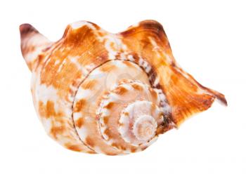 helix shell of sea mollusc isolated on white background