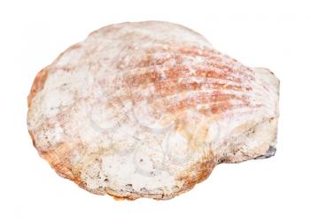 brown conch of scallop isolated on white background