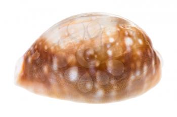 shell of cowry isolated on white background