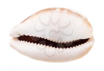 empty shell of cowrie isolated on white background