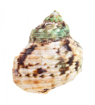 green and brown spotted shell of whelk mollusc isolated on white background