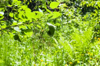 natural background - aspen twig over green meadow in forest in sunny summer day (focus on the branch in the foreground)