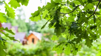 green oak twigs and blurred view of country house in summer day (focus on the leaves in the foreground)
