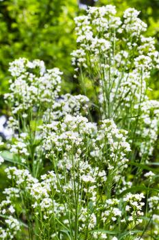 white flowers of horseradish (Armoracia Rusticana) plant in garden in summer day
