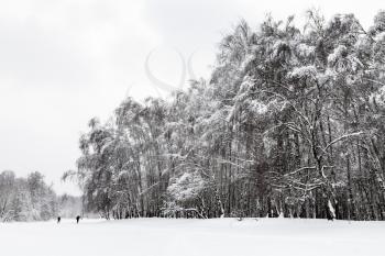 view of snow-covered groves in urban Timiryazevskiy park in Moscow city in winter