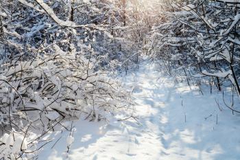 sunlight between trees in forest of Timiryazevskiy park of Moscow city in sunny winter day