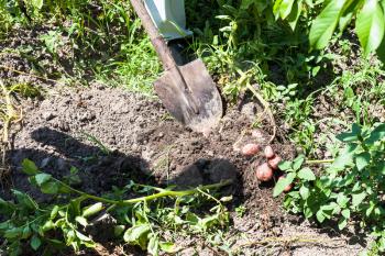 peasant gathers young potatoes in vegetable garden in sunny summer day in Kuban region of Russia