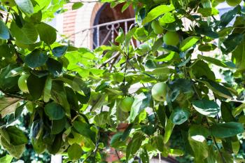 green apple fruits on branches in front of country house in sunny summer day in Kuban region of Russia