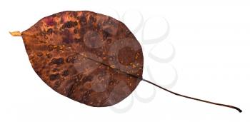rotten dried leaf of pear tree isolated on white background