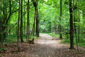 footpath in green forest in Timiryazevskiy park of Moscow in august
