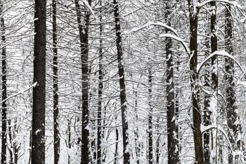 bare pine trees trunks in winter forest of Timiryazevskiy park in Moscow city
