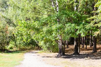 path in grove of urban park in sunny day at the beginning of autumn