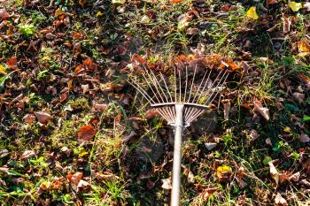 cleaning lawn from the fallen leaves illuminated by sun with garden rake in autumn evening