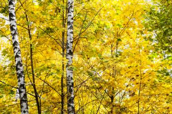 birch trunks in yellow leaves of maple tree in forest of Timiryazevsky Park in sunny october day