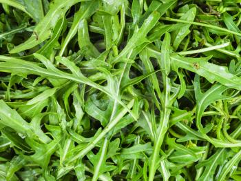 natural food background - many fresh green leaves of rocket herb close up