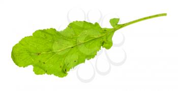 green leaf of caucasian cress (tsitsmati) herb isolated on white background