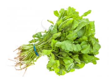 bunch of green caucasian cress (tsitsmati) herb isolated on white background