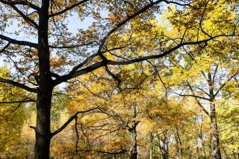 old oak tree with yellow leaves in city park on sunny autumn day