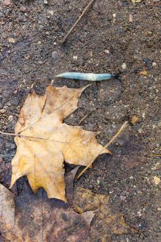 top view of land slug crawls on ground near fallen maple leaves on autumn day