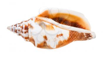 empty conch of whelk mollusc isolated on white background