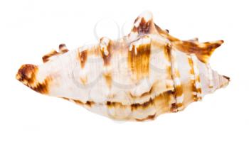 conch of sea snail isolated on white background