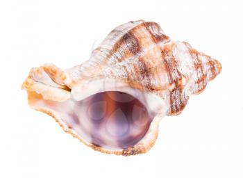empty shell of whelk snail isolated on white background