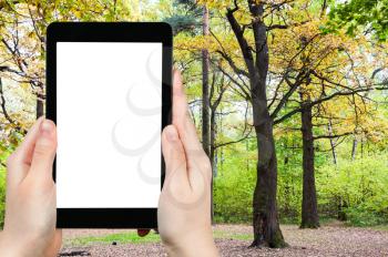 travel concept - tourist photographs of oak grove in forest in sunny october day in Moscow Russia on smartphone with empty cutout screen with blank place for advertising