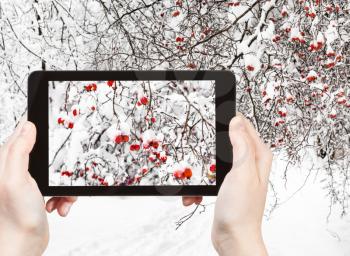 travel concept - tourist photographs of snow-covered hawthorn berries in forest in overcast winter day on smartphone in Moscow, Russia