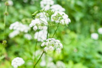 white flowers of ground elder plant close up on green meadow in summer day with blurred background