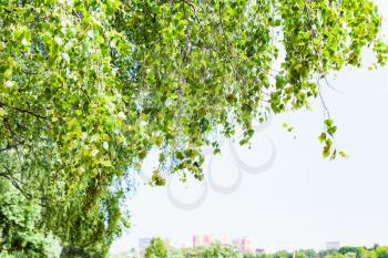 green leaves of birch tree in city park, blue sky and blurred skyline on background in summer sunny day
