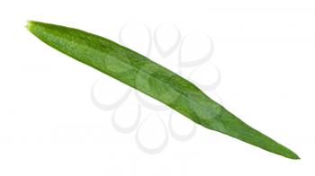 green leaf of tarragon (estragon) isolated on white background