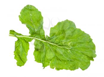 green leaf of turnip plant isolated on white background