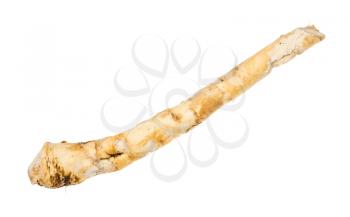 fresh root of horseradish plant isolated on white background