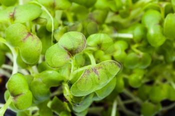 natural background - leaves of living green mustard cress close up