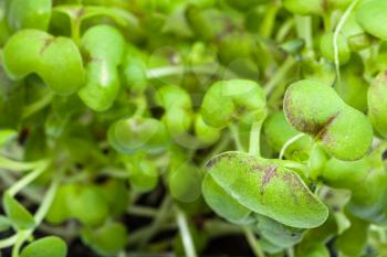natural background - leaves of green sprouts of mustard cress close up